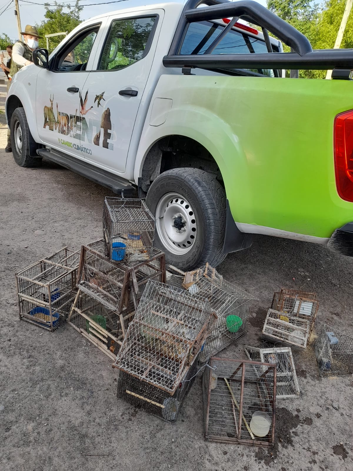 34 aves silvestres en cautiverio fueron recuperadas en Chichinales