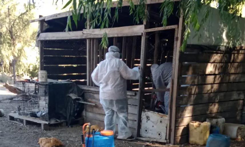 Salud: confirman casos de influenza aviar en Lamarque