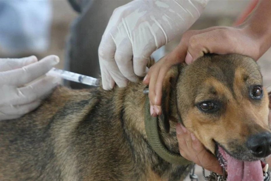 Campaña de vacunación y desparasitación de mascotas en La Graava