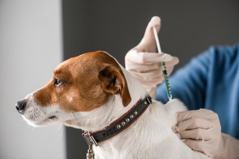 Campaña de vacunación antirrábica y desparasitación de perros y gatos