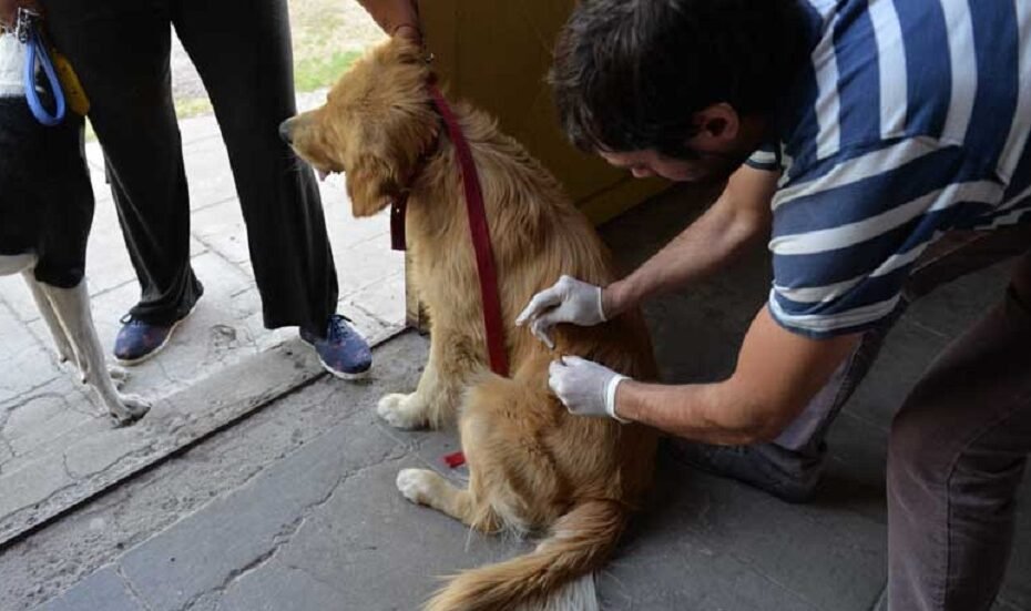 Se aplica la Vacunación antirrábica y la desparasitación de mascotas en barrio Nuevo