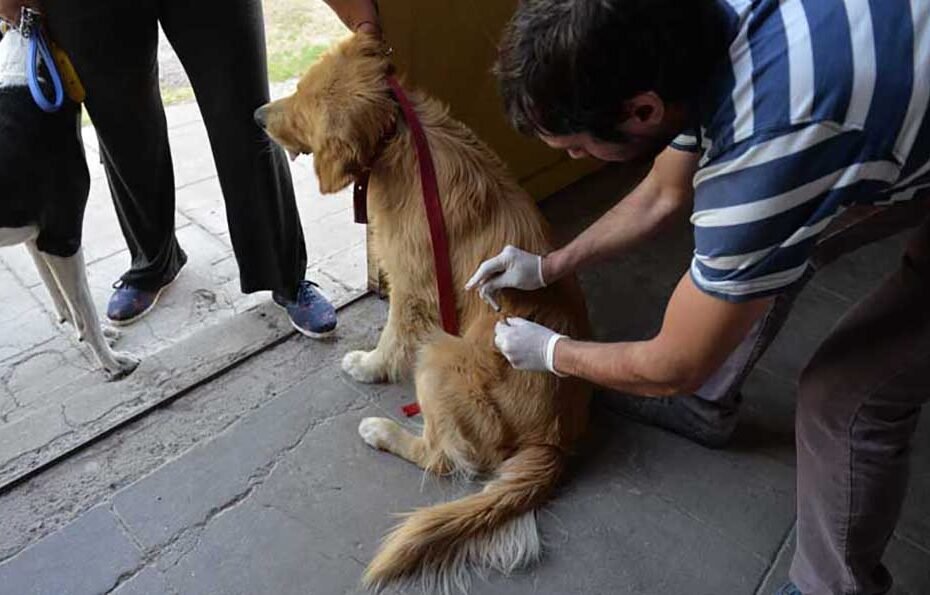 Campaña de vacunación antirrábica y desparasitación de mascotas en barrio Villa Alberdi