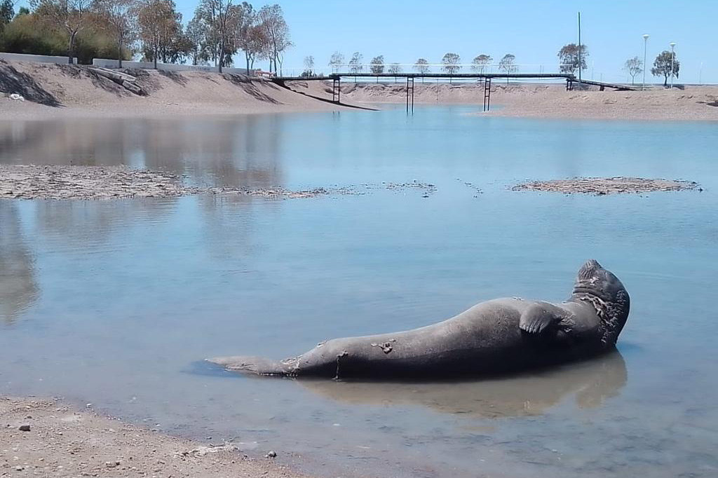 Rescataron a elefante marino que quedó atrapado en un piletón de Las Grutas