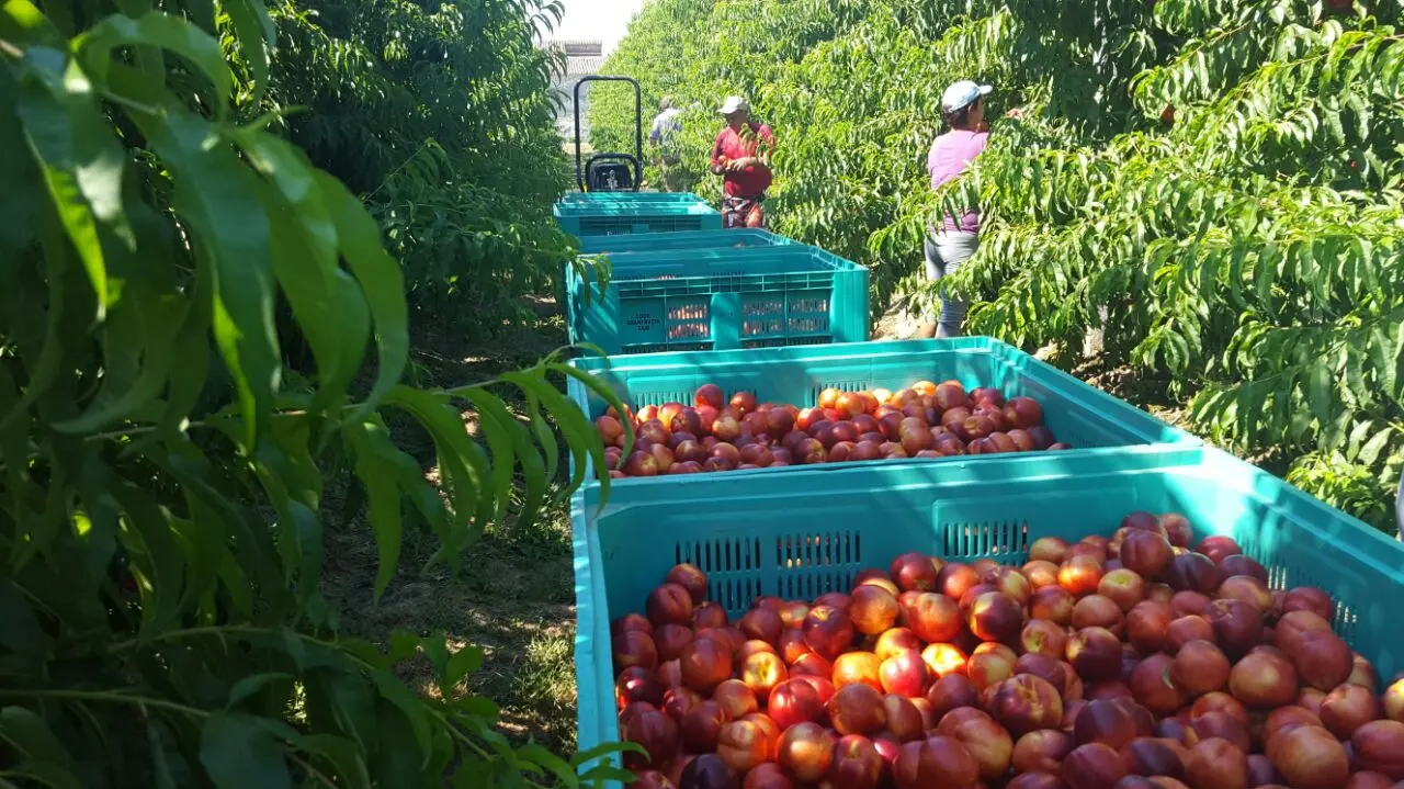 Con incremento en las ventas, comienza la exportación de frutas rionegrinas