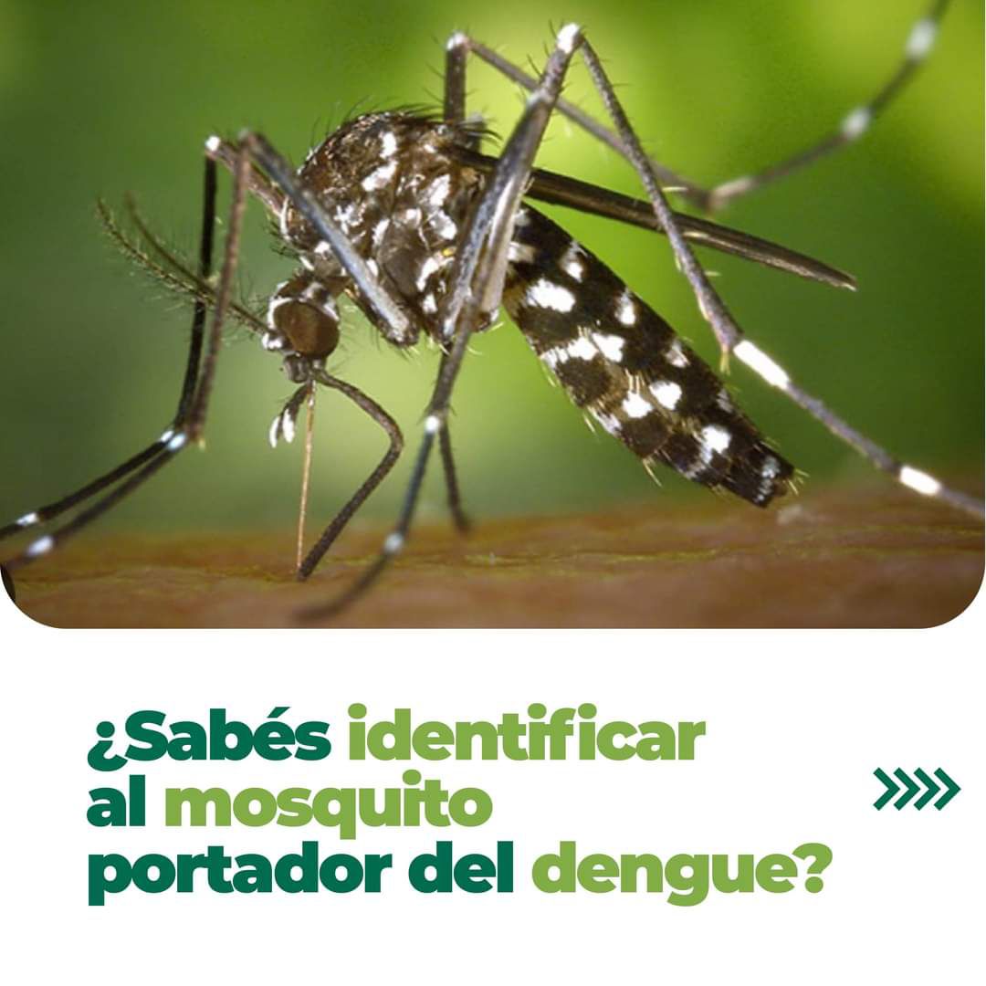 Dengue: Salud refuerza medidas de prevención y control del mosquito vector