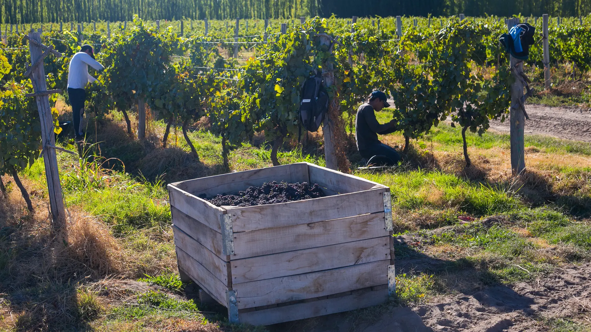 Vendimia, los comienzos de una celebración que homenajea a la producción vitivinícola