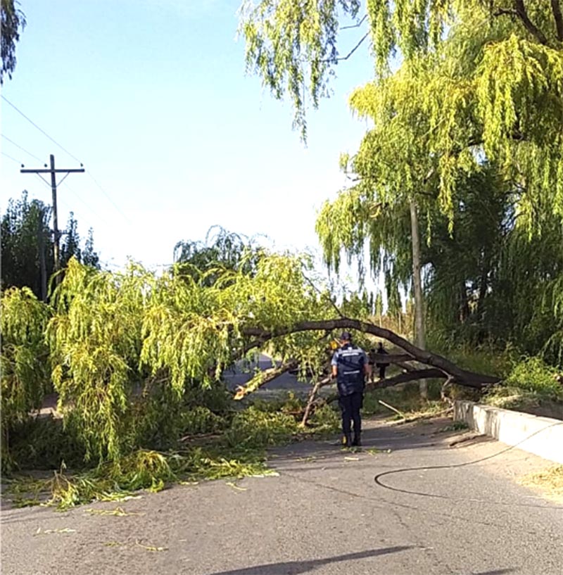 Murió tras chocar contra un árbol caído en Regina