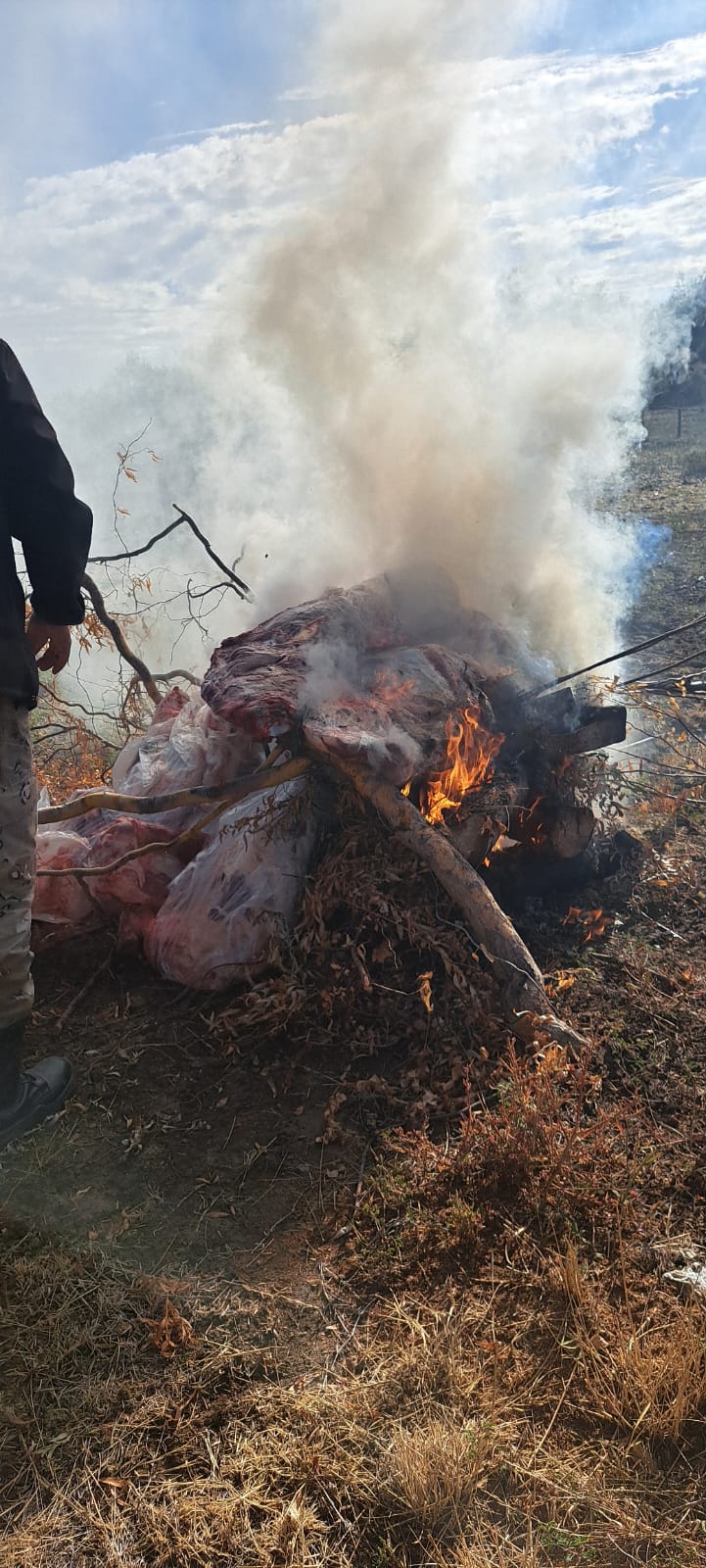Tras una persecución secuestraron más de 270 kilos de carne en Valle Azul