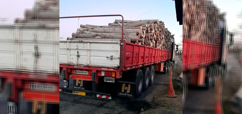 Se decomisaron 30 toneladas de madera transportada de manera irregular