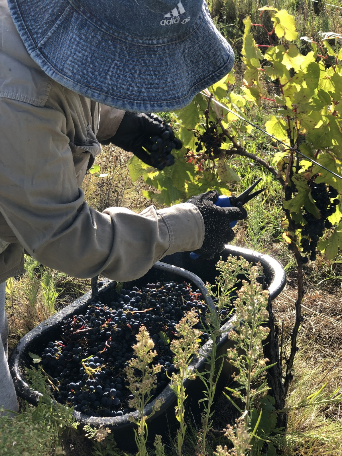 La Provincia ofrecerá un nuevo financiamiento al sector vitivinícola
