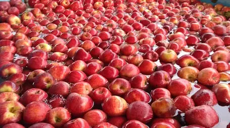 La cosecha de manzanas promete calidad y recuperación tras años de desafíos
