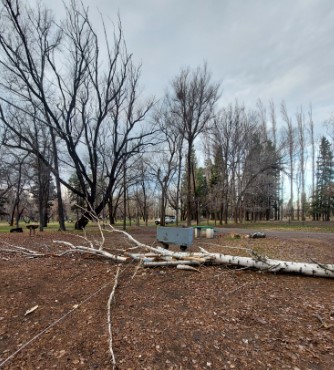El viento provocó caída de árboles en la Isla 58 de Regina