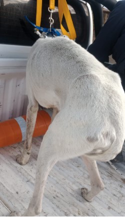 El dogo se encontraba desnutrido y a la intemperie