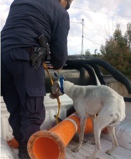 Rescatan a un perro que sufría maltrato animal en Chichinales