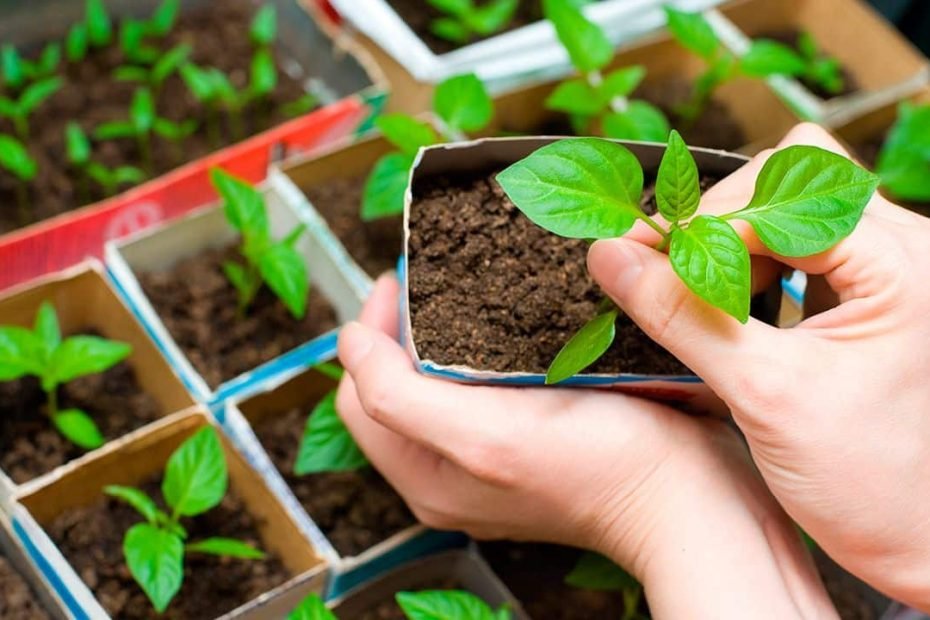 Ponen en marcha programa municipal para incentivar el cultivo de huertas familiares