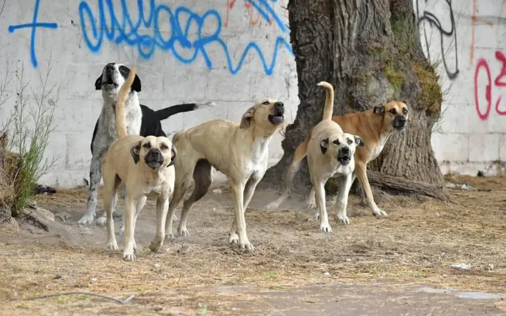 Un acuerdo vecinal definió que un hombre eduque a sus perros por los molestos ladridos