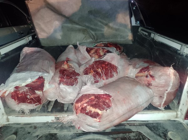 Transportaba carne en la caja de una camioneta, la decomisaron e incineraron