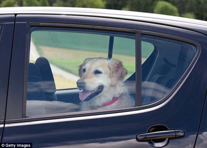 Llega el calor: es legal romper el vidrio de un auto cuando hay un animal dentro?